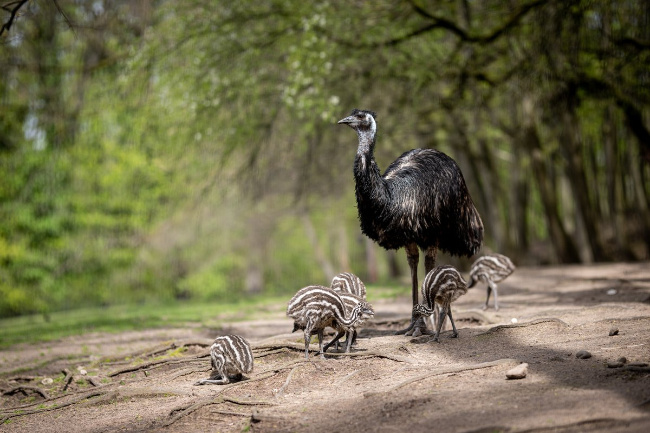 © Tiergarten Nürnberg / Thomas Hahn Bild zum Eintrag (1085831-160)