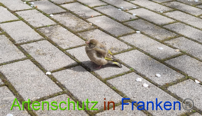 © Artenschutz in Franken® Bild zum Eintrag (1086056-160)