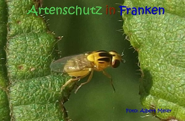 © Artenschutz in Franken® / Albert Meier Bild zum Eintrag (1086108-160)
