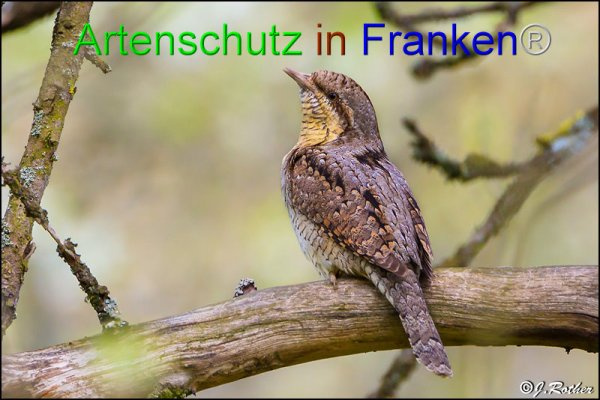 © Artenschutz in Franken® / Johannes Rother Bild zum Eintrag (1086384-160)