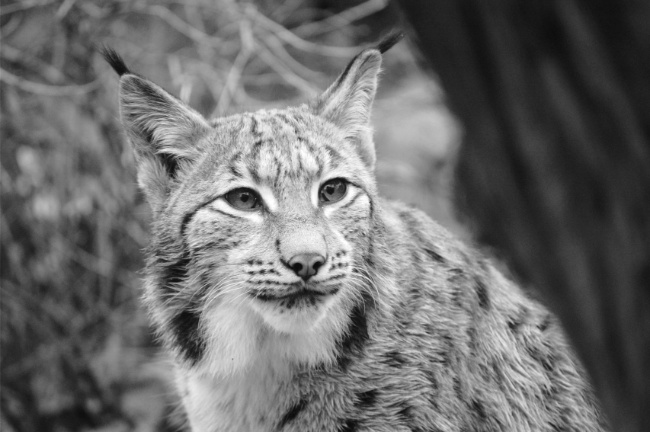 © ZOOLOGISCHER GARTEN MAGDEBURG gGmbH Bild zum Eintrag (1086435-160)