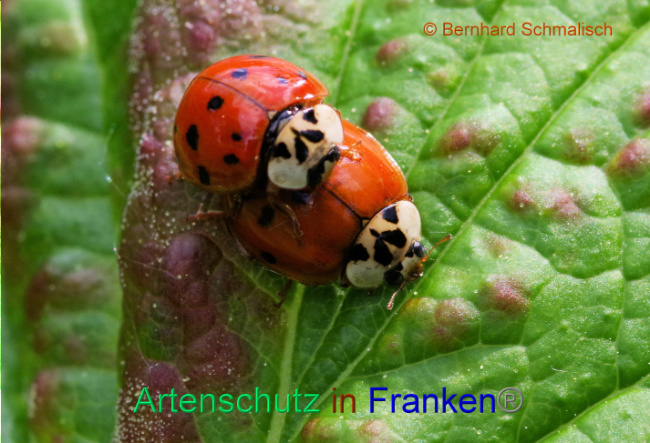 © Artenschutz in Franken® / Bernhard Schmalisch Bild zum Eintrag (1086483-160)