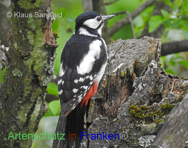 © Artenschutz in Franken® / Klaus Sanwald Bild zum Eintrag (1086608-160)