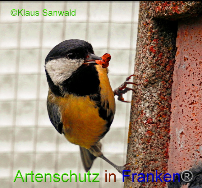 © Artenschutz in Franken® / Klaus Sanwald Bild zum Eintrag (1086648-160)