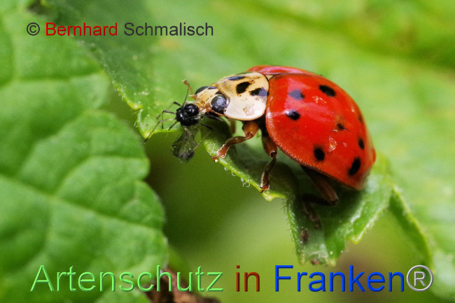 © Artenschutz in Franken® / Bernhard Schmalisch Bild zum Eintrag (1086707-160)