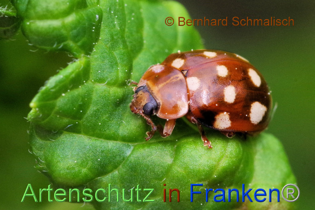 © Artenschutz in Franken® / Bernhard Schmalisch Bild zum Eintrag (1086720-160)