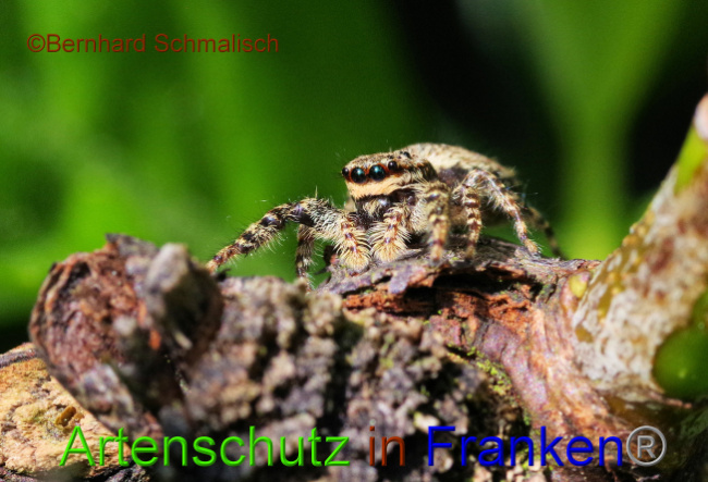 © Artenschutz in Franken® / Bernhard Schmalisch Bild zum Eintrag (1086769-160)