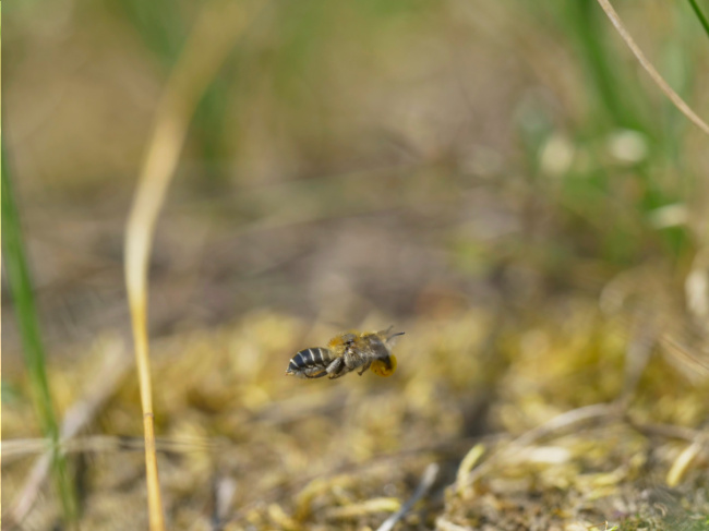 © NABU/U. Püschel, L. Burghardt/ Insecticon Bild zum Eintrag (1086826-160)