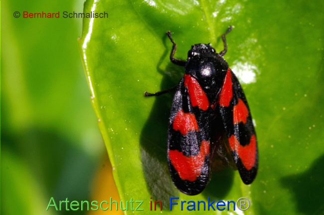 © Artenschutz in Franken® / Bernhard Schmalisch Bild zum Eintrag (1086867-160)