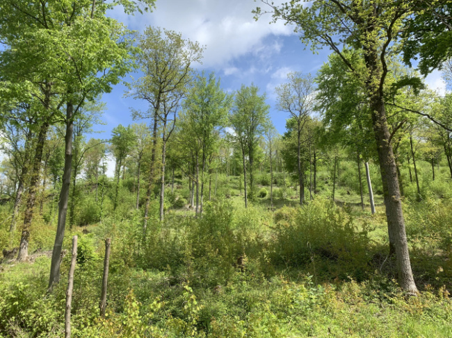 © Quelle: LfU, Vollmuth Bild zum Eintrag (1086924-160)