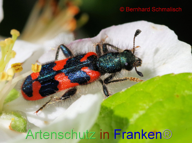 © Artenschutz in Franken® / Bernhard Schmalisch Bild zum Eintrag (1086946-160)