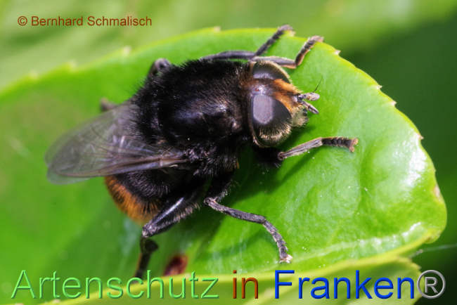 © Artenschutz in Franken® / Bernhard Schmalisch Bild zum Eintrag (1086963-160)