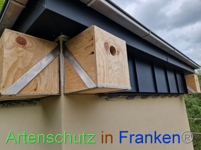 © Artenschutz in Franken® Bild zum Eintrag (1086967-160)