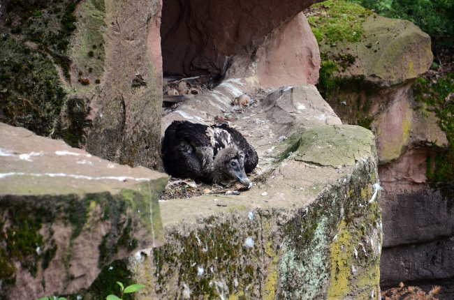 © Foto: Tiergarten Nürnberg/ Luisa Rauenbusch Bild zum Eintrag (1087085-160)
