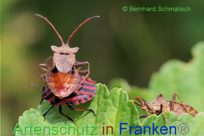© Artenschutz in Franken® / Bernhard Schmalisch Bild zum Eintrag (1087087-160)