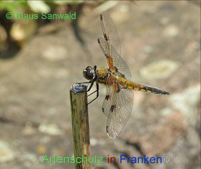 © Artenschutz in Franken® / Klaus Sanwald Bild zum Eintrag (1087167-160)