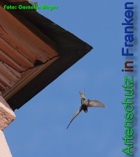 © Artenschutz in Franken® / Cornelia Meyer Bild zum Eintrag (1087300-160)