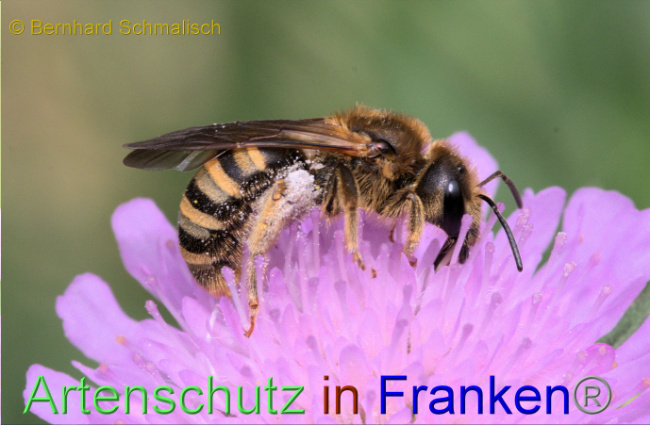 © Artenschutz in Franken® / Bernhard Schmalisch Bild zum Eintrag (1087339-160)