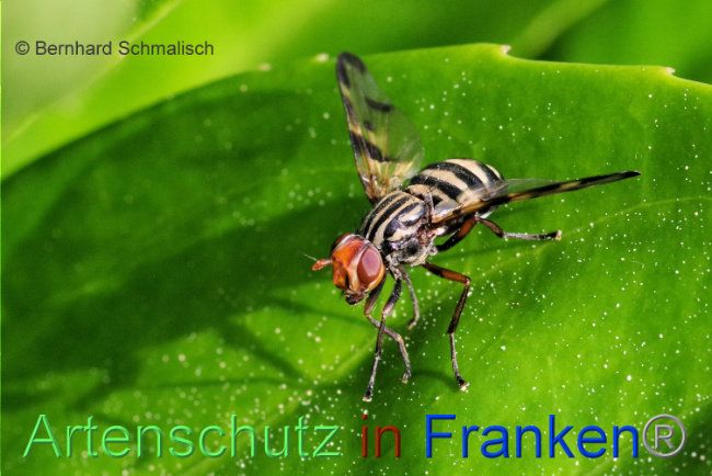 © Artenschutz in Franken® / Bernhard Schmalisch Bild zum Eintrag (1087341-160)