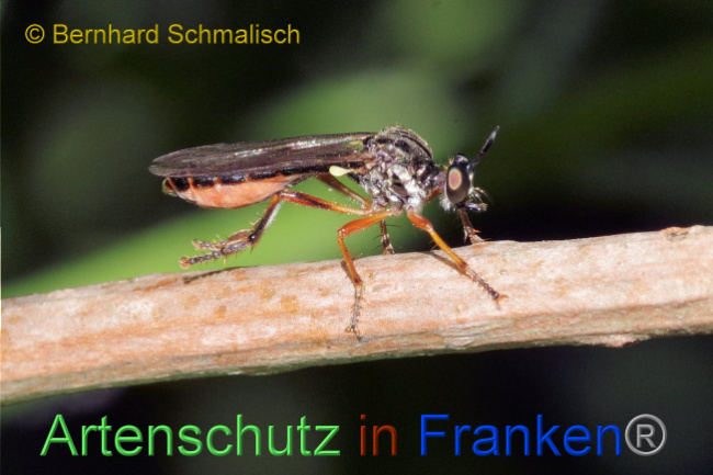 © Artenschutz in Franken® / Bernhard Schmalisch Bild zum Eintrag (1087620-160)