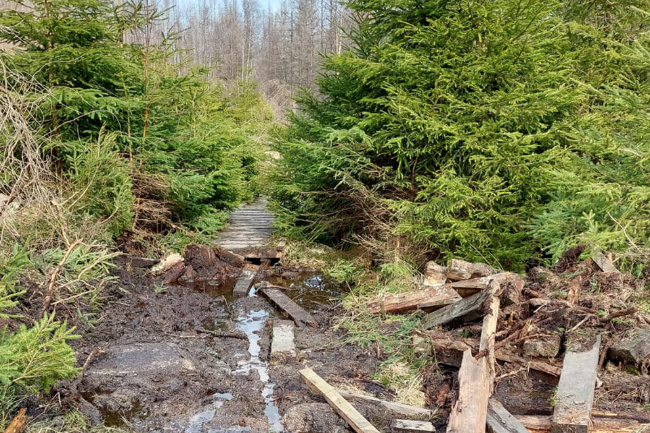 © Nationalparkverwaltung Harz / (Foto: Sabine Bauling) Bild zum Eintrag (1087636-160)