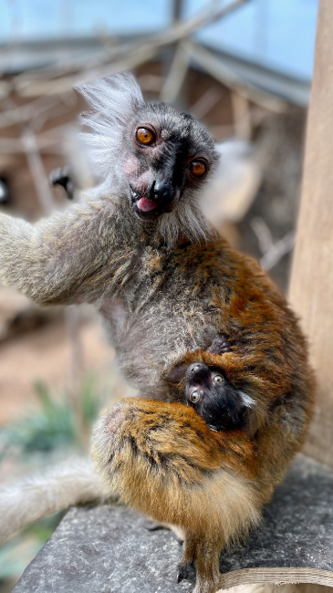 © ZOOLOGISCHER GARTEN MAGDEBURG gGmbH Bild zum Eintrag (1087642-160)