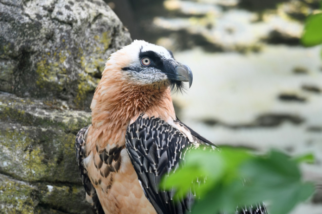 © Zoo Frankfurt Bild zum Eintrag (1087644-160)