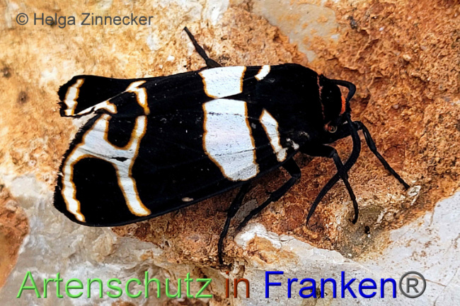 © Artenschutz in Franken® / Helga Zinnecker Bild zum Eintrag (1087783-160)