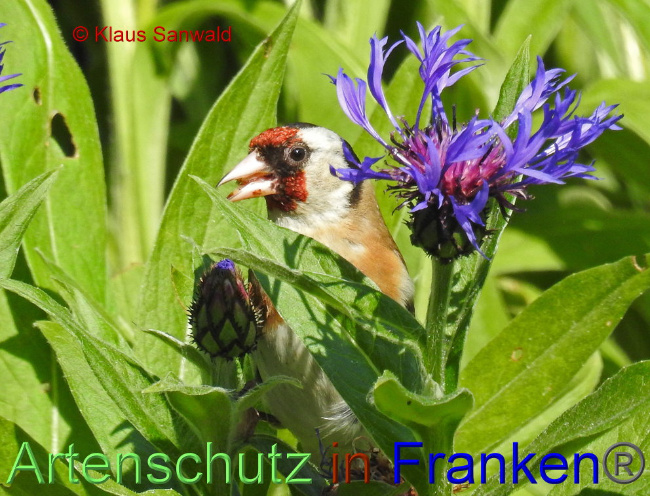 © Artenschutz in Franken® / Klaus Sanwald Bild zum Eintrag (1087895-160)