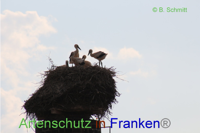 © Artenschutz in Franken® / Brigitte Schmitt Bild zum Eintrag (1088016-160)