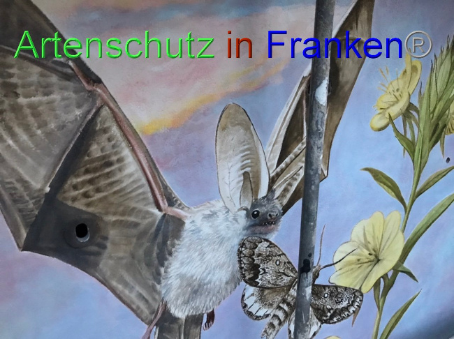 © Artenschutz in Franken® Bild zum Eintrag (1088020-160)