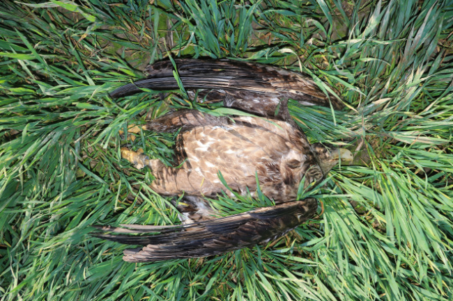 © Leibniz-IZW Bild zum Eintrag (1088084-160)
