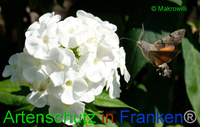 © Artenschutz in Franken® / Makrowilli Bild zum Eintrag (1088133-160)