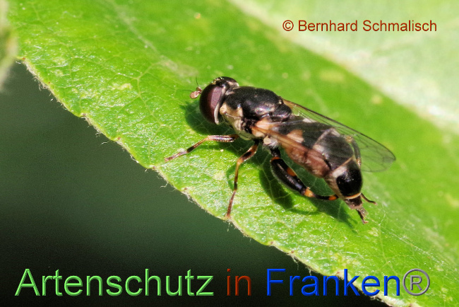 © Artenschutz in Franken® / Bernhard Schmalisch Bild zum Eintrag (1088258-160)