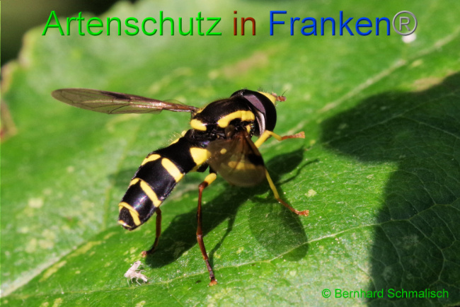 © Artenschutz in Franken® / Bernhard Schmalisch Bild zum Eintrag (1088322-160)