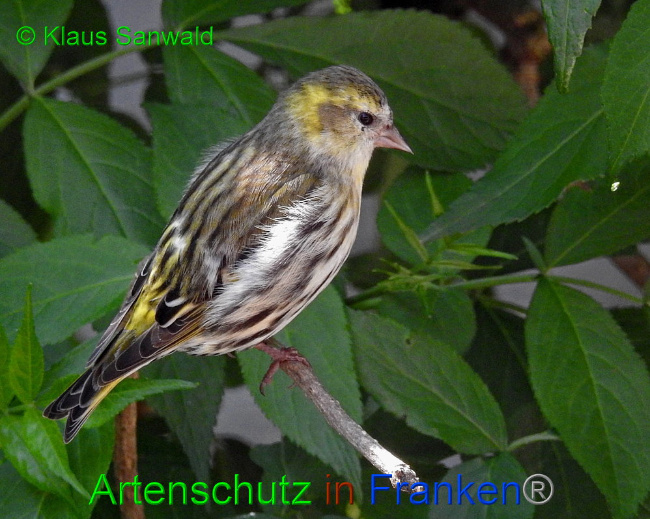© Artenschutz in Franken® / Klaus Sanwald Bild zum Eintrag (1088417-160)