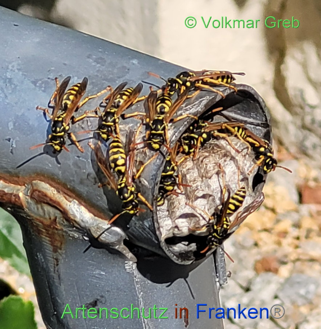 © Artenschutz in Franken® / V.Greb Bild zum Eintrag (1090401-160)