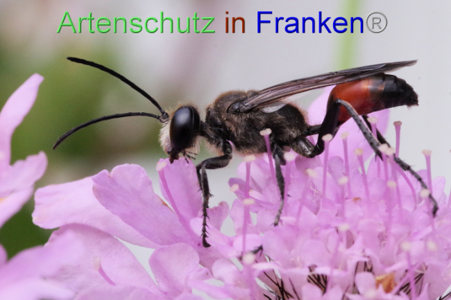 © Artenschutz in Franken® / Bernhard Schmalisch Bild zum Eintrag (1090409-160)