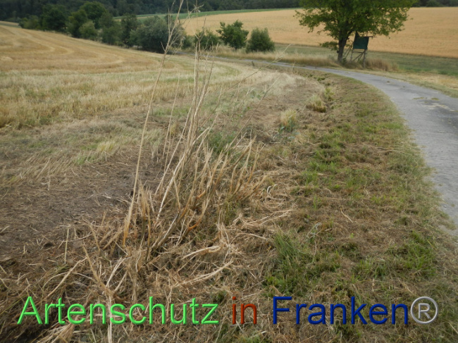 © Artenschutz in Franken® Bild zum Eintrag (1090439-160)