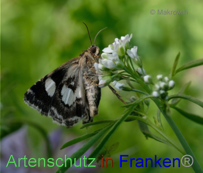 © Artenschutz in Franken® / Makrowilli Bild zum Eintrag (1090622-160)