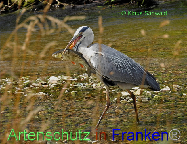 © Artenschutz in Franken® / Klaus Sanwald Bild zum Eintrag (1090630-160)