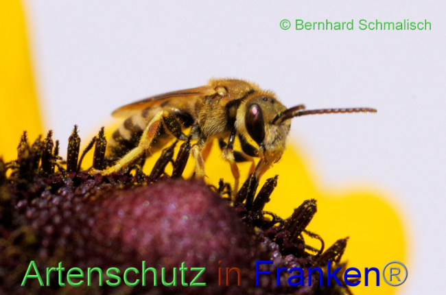 © Artenschutz in Franken® / Bernhard Schmalisch Bild zum Eintrag (1090632-160)