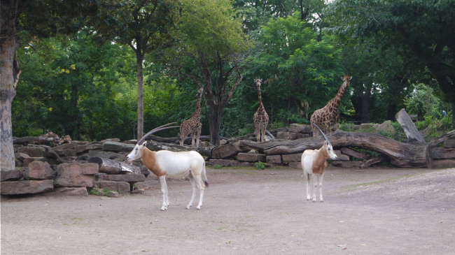© ZOOLOGISCHER GARTEN MAGDEBURG gGmbH Bild zum Eintrag (1090690-160)