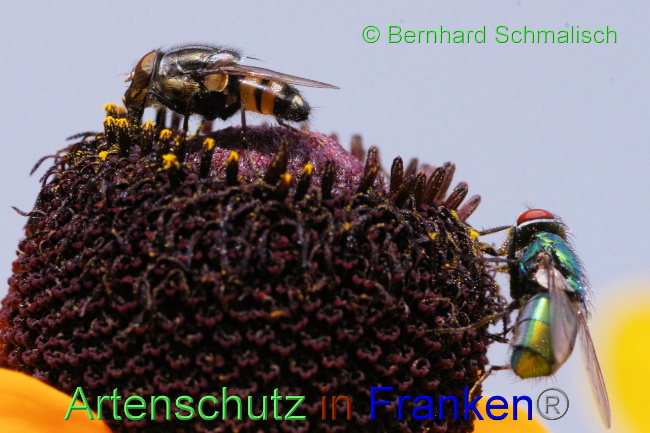 © Artenschutz in Franken® / Bernhard Schmalisch Bild zum Eintrag (1090733-160)