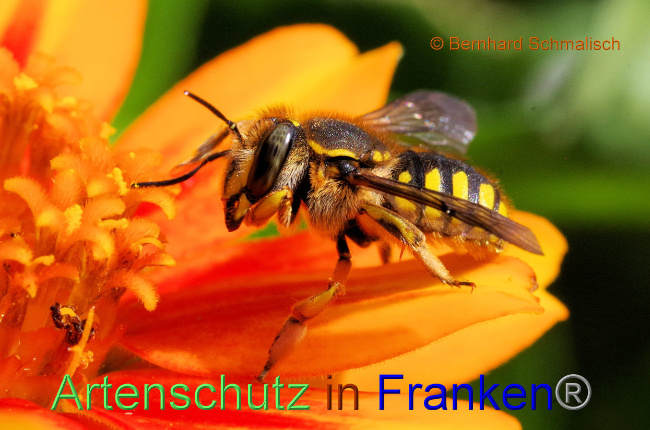 © Artenschutz in Franken® / Bernhard Schmalisch Bild zum Eintrag (1090823-160)