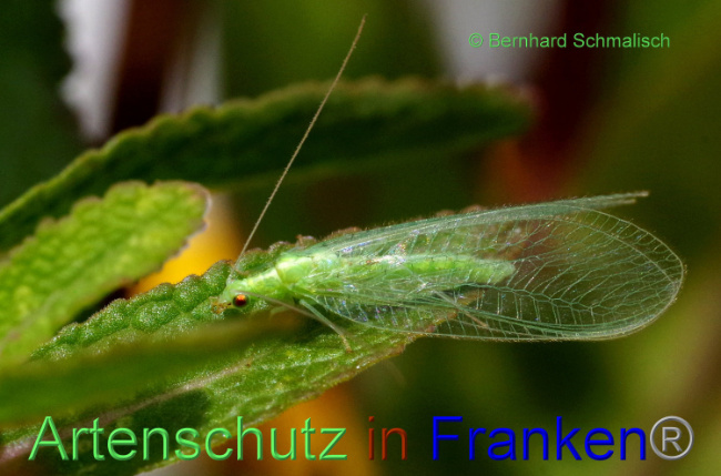 © Artenschutz in Franken® / Bernhard Schmalisch Bild zum Eintrag (1090899-160)