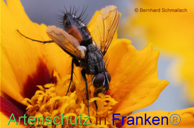 © Artenschutz in Franken® / Bernhard Schmalisch Bild zum Eintrag (1090903-160)