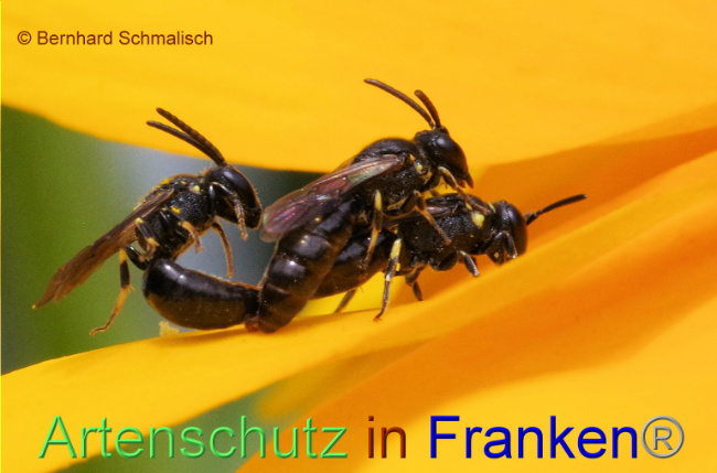 © Artenschutz in Franken® / Bernhard Schmalisch Bild zum Eintrag (1090975-160)