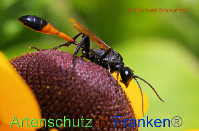 © Artenschutz in Franken® / Bernhard Schmalisch Bild zum Eintrag (1091100-160)