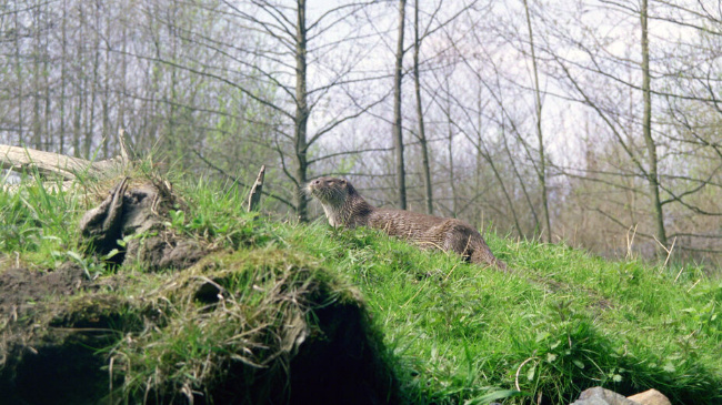© Ulrich Kaiser/ HMUKLV Bild zum Eintrag (1091393-160)